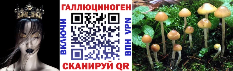 Псилоцибиновые грибы Cubensis  Купить где  Щёлкино 